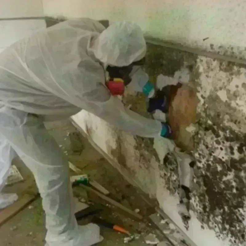 Mold Remediation and Removal in Candler-McAfee, GA